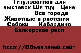 Титулованная для выставок Ши-тцу › Цена ­ 100 000 - Все города Животные и растения » Собаки   . Кабардино-Балкарская респ.